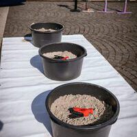 Bildquelle: Timo Jäger | Norder Sommerfest 2025